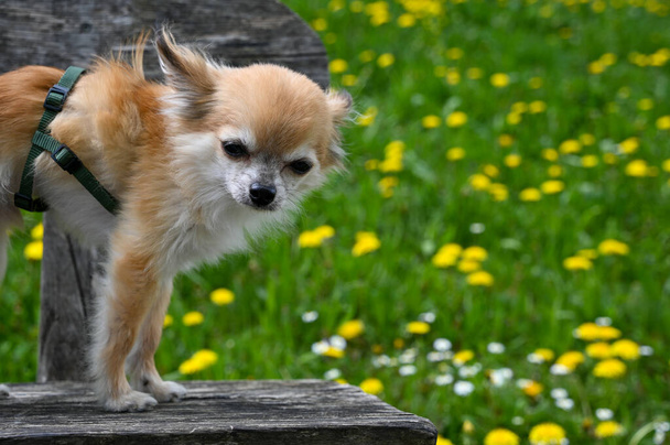 Egy Chihuahua kutya áll a parkban egy padon egy zöld rét előtt pórázzal. - Fotó, kép