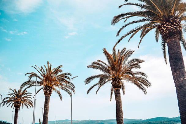 Des palmiers contre le ciel bleu. Vacances par une journée ensoleillée. - Photo, image