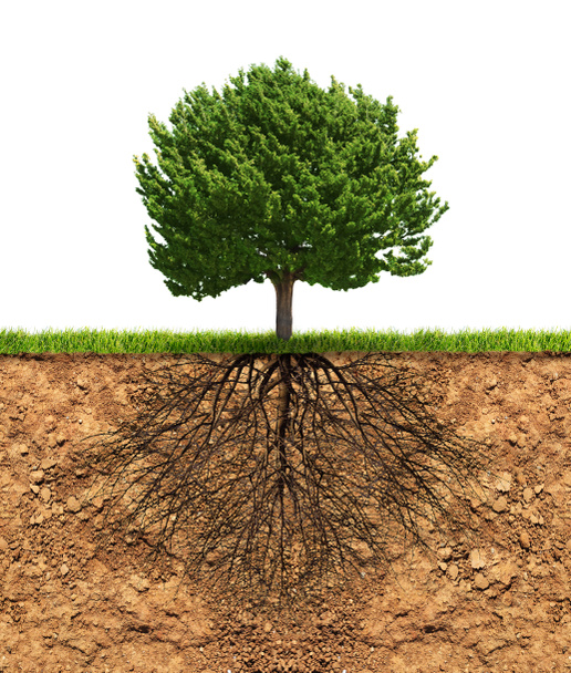 Grande árvore verde com raízes por baixo
 - Foto, Imagem