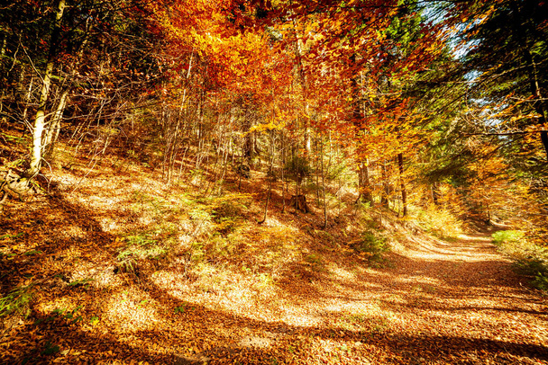 Ukraine. Die malerischen Bäume sind in wunderschöne Farben gehüllt. Die Sonnenstrahlen, die das herbstliche bunte Blatt durchbrechen, malen alles mit magischem Licht an. Herbstwald in den Karpaten. - Foto, Bild