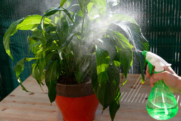 Mujer regando plantas de interior con un pulverizador
 - Foto, Imagen