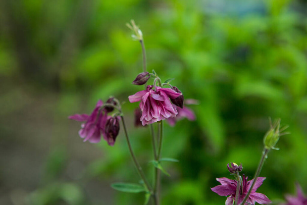 Columbines in the spring garden. Another name is aquilegia. Purple lilac petals. - Photo, Image