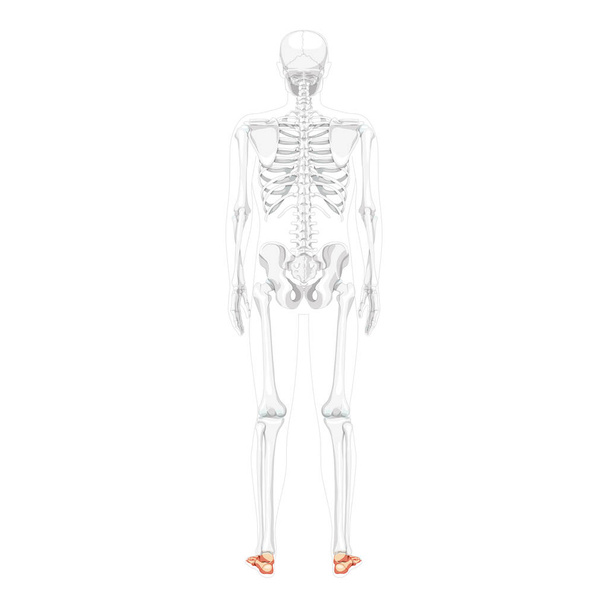 Οστά ποδιού Skeleton Ανθρώπινη πλάτη Posterior ραχιαία άποψη με μερικώς διαφανή θέση σώματος Ανατομικά ορθή 3D - Διάνυσμα, εικόνα