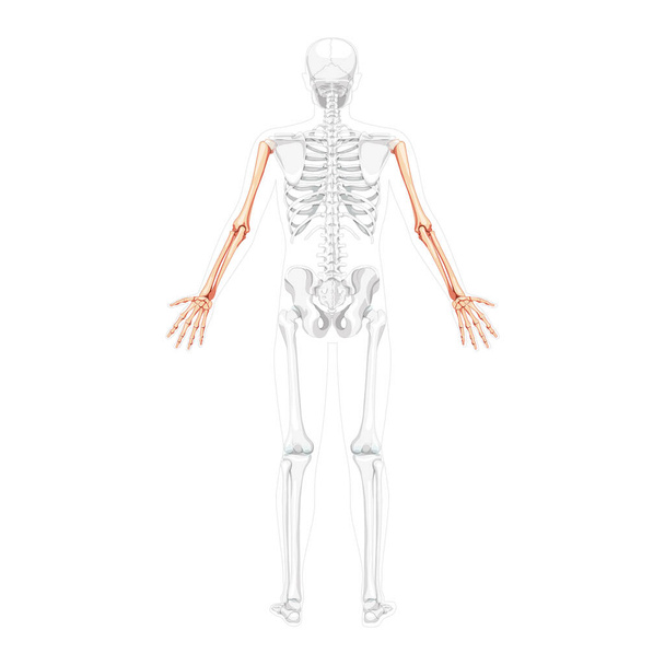 Brazos esqueléticos Espalda humana Vista dorsal posterior con posición de huesos parcialmente transparentes. Manos, antebrazos realistas planos - Vector, imagen