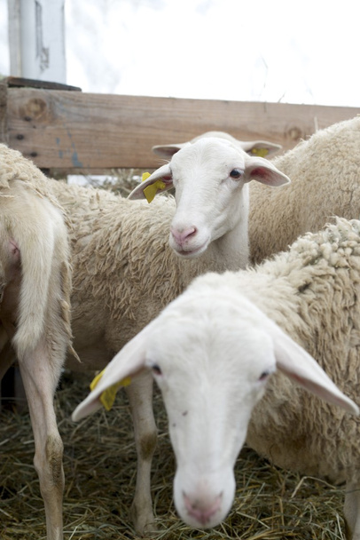 schapen close-up - Foto, afbeelding