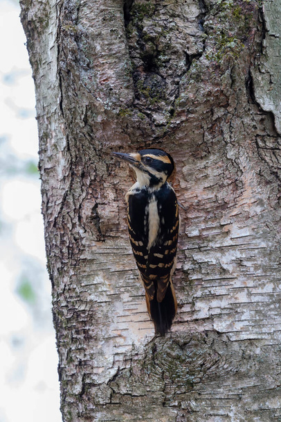 The hairy woodpecker (Leuconotopicus villosus). Natural scene from Wisconsin state park during nesting. - Photo, Image