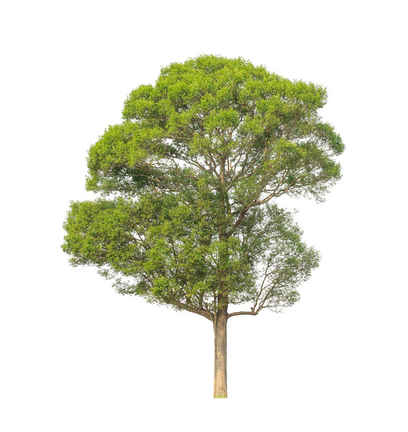 Puu, joka on eristetty valkoisella pohjalla soveltuvat sekä tulostus ja web-sivuja - Valokuva, kuva
