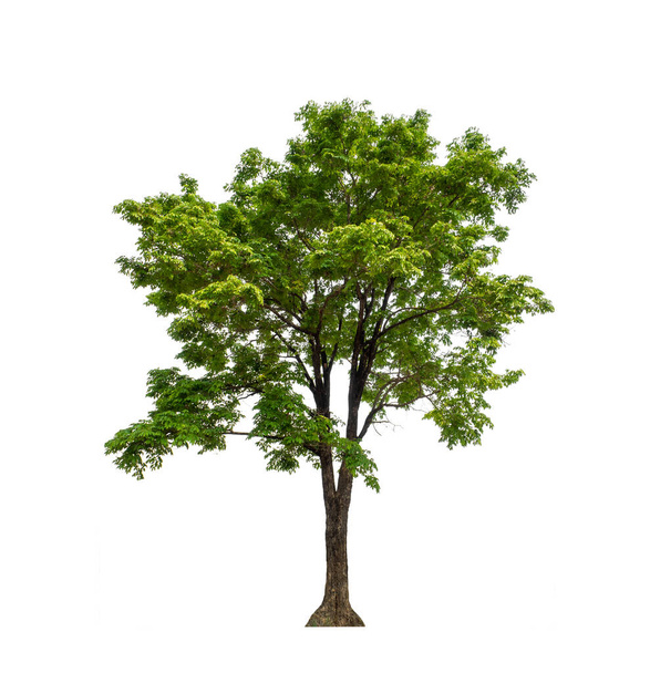 Árvore que são isolados em um fundo branco são adequados para impressão e páginas da web - Foto, Imagem