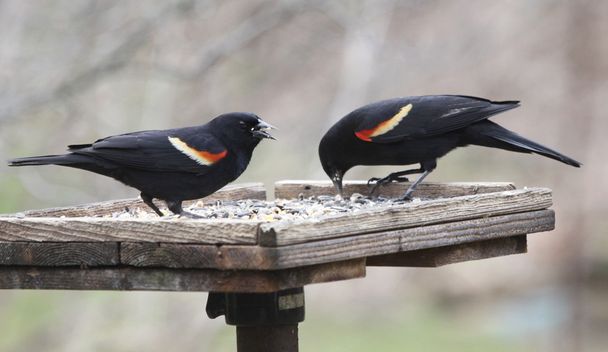 két vörös szárnyú feketerigó - Fotó, kép