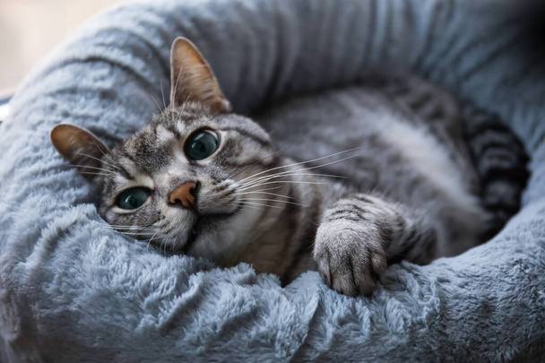 Funny striped cat lying in pet bed - Photo, Image