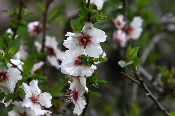 Mandelblüten in einem Stadtpark in Israel. Weiße Mandelblüten aus nächster Nähe.  - Foto, Bild