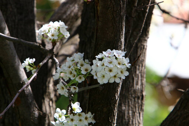 Migdały kwitną w parku miejskim w Izraelu. Białe kwiaty migdałów zbliżyć.  - Zdjęcie, obraz
