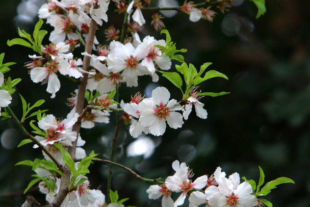 Цветение миндаля в городском парке в Израиле. Белые миндальные цветы закрываются.  - Фото, изображение