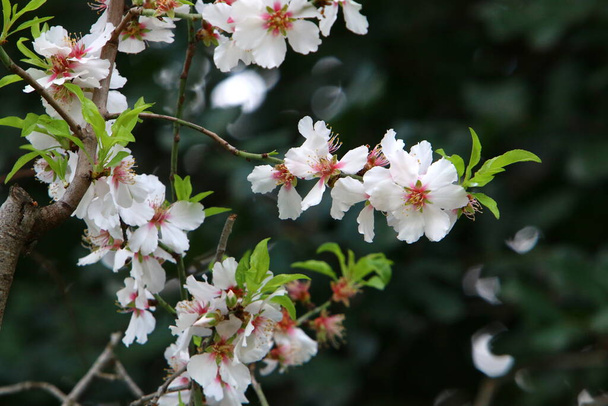 Цветение миндаля в городском парке в Израиле. Белые миндальные цветы закрываются.  - Фото, изображение