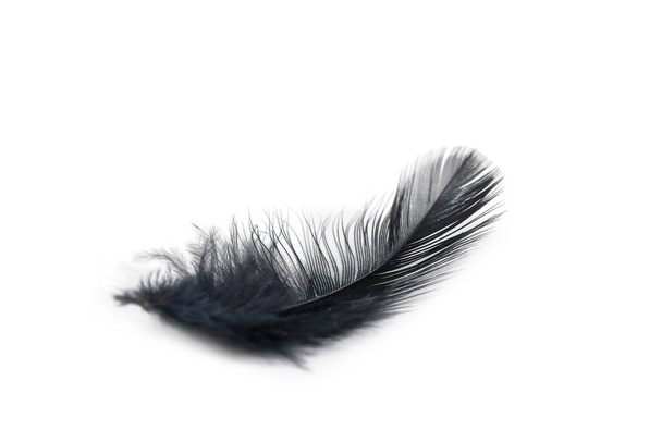 black feather texture on white background - Фото, изображение