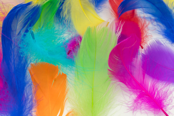 Many colorful feather texture background - Photo, Image