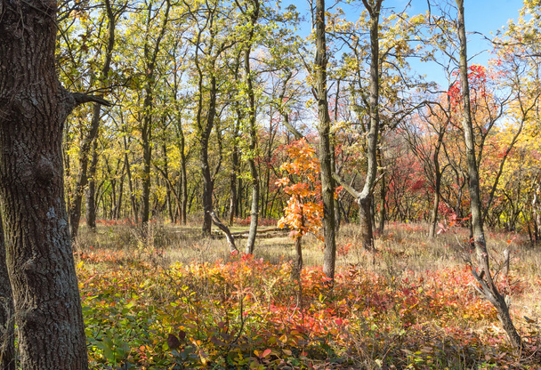Forest lane in autumn colors - Zdjęcie, obraz