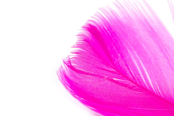 Розовая текстура пера на белом фоне - Фото, изображение