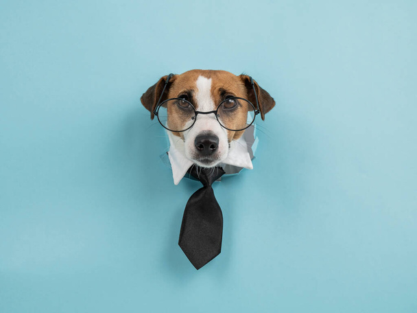 Dog jack russell terrier in glasses and a tie sticks out of a hole in a blue background.  - Foto, Imagem