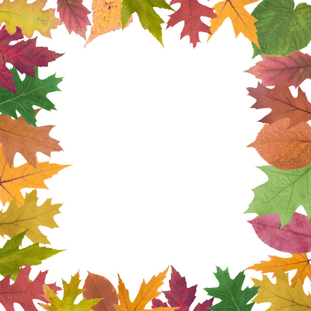Collection de feuilles d'automne  - Photo, image