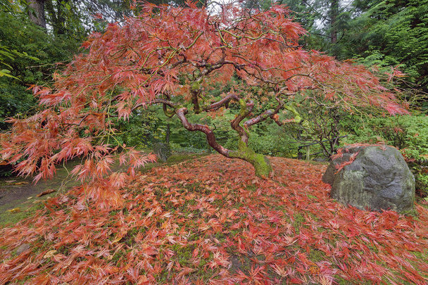 Érable japonais en automne - Photo, image
