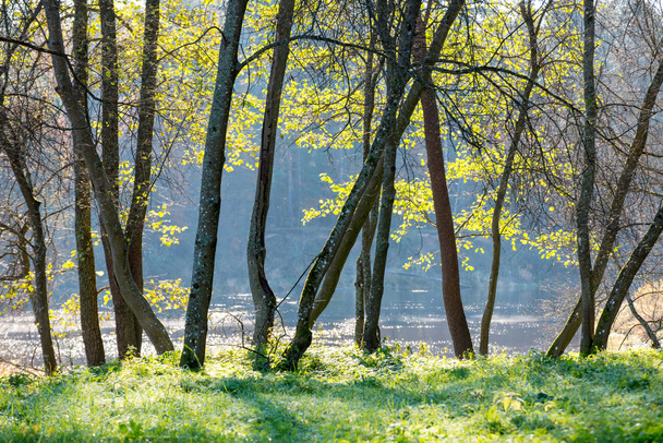 яскраво-зелений парк пейзаж з сонячними променями і тінями
 - Фото, зображення