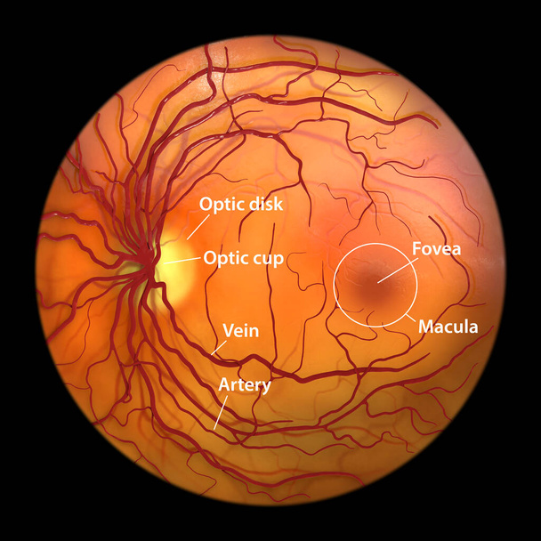 Звичайна сітківка ока, вид офтальмоскопа, наукова ілюстрація, що показує оптичний диск, кровоносні судини, макулу та фуфулу
 - Фото, зображення