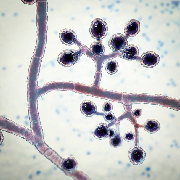 Грибы Трихофитон ментагрофиты, 3D иллюстрация, показывающая разветвленные конидиофоры, несущие сферические микроконидии. Вызывает кожные инфекции (кольчатый червь), инфекции волос и ногтей - Фото, изображение