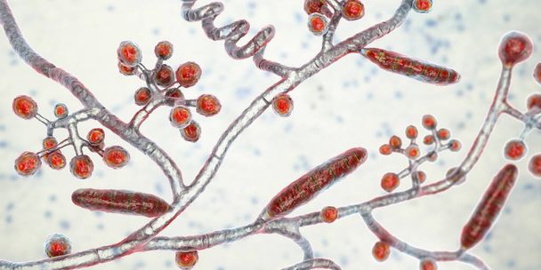 Houby Trichophyton mentagrophytes, 3D ilustrace ukazující makrokonidie, rozvětvené konidiofory s sférickými konidiemi, septáty a spirálními hyfy. Způsobuje infekce prstence, vlasů a nehtů - Fotografie, Obrázek