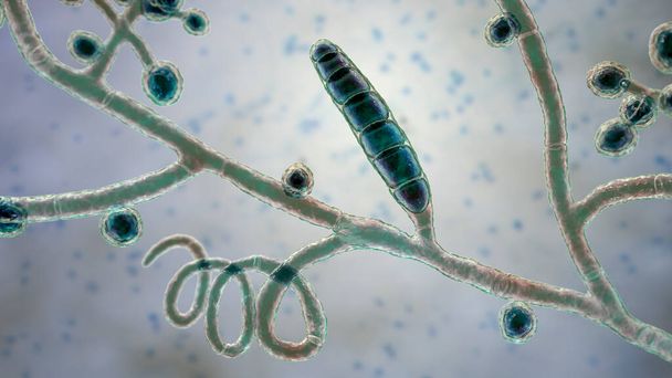 Pilze Trichophyton mentagrophytes, 3D-Illustration mit Makrokonidien, verzweigten Konidiophoren mit sphärischen Konidien, Septate und Spiralhyphen. Verursacht Ringelwurm, Haar- und Nagelinfektionen - Foto, Bild