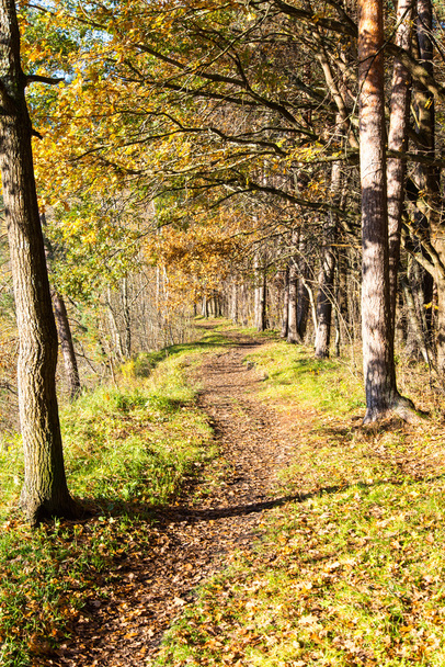 autumn colored tourism trail in the woods - Foto, Bild