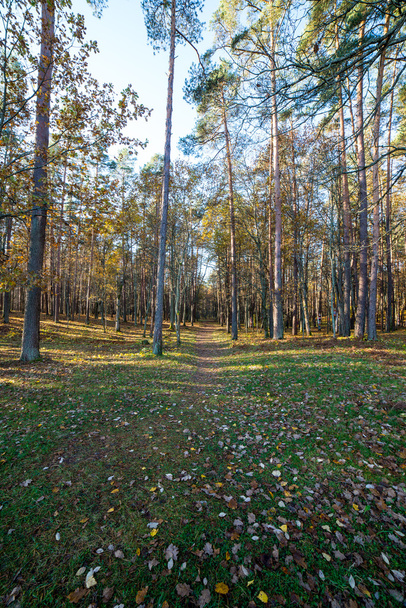 autumn colored tourism trail in the woods - Фото, зображення