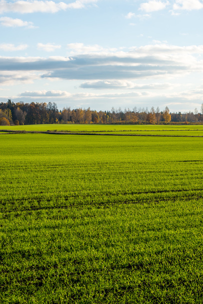 green field with trees in the country - Valokuva, kuva