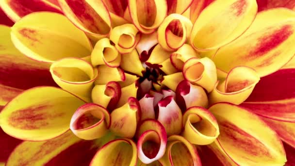 Tempo Lapso de florescer vermelho amarelo Dahlia - Filmagem, Vídeo