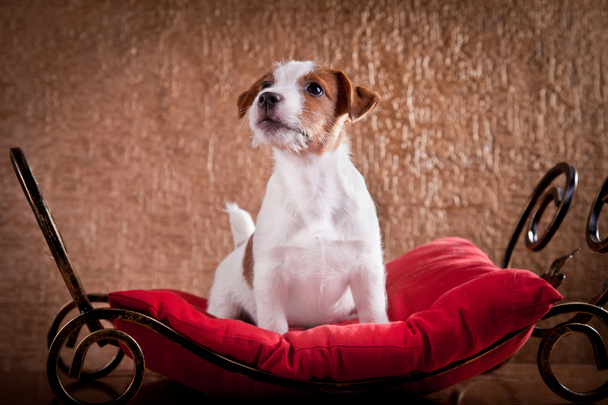 perro jack russell terrier - Foto, Imagen