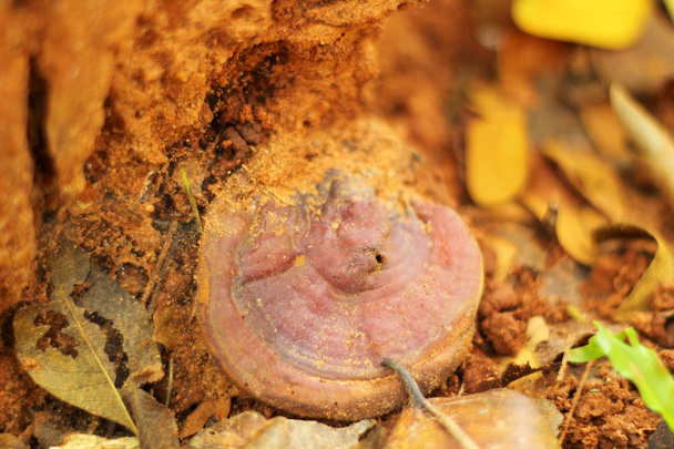 Ganoderma Lucidum - Ling Zhi Mushroom. - Photo, Image