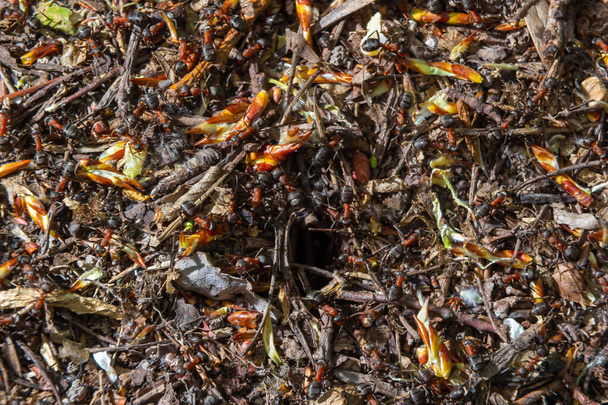 Formica rufa, también conocida como hormiga de madera roja en primavera. - Foto, Imagen