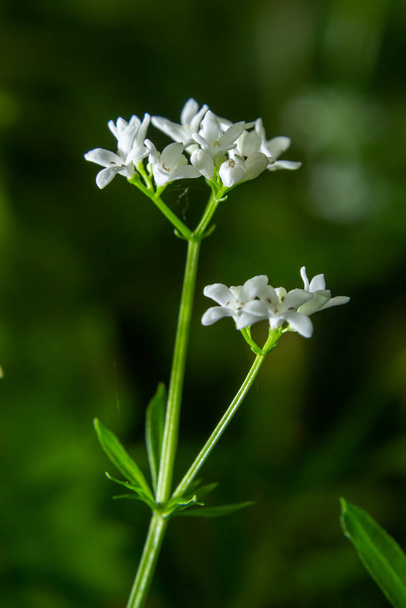 Sladce vonící sláma, galium odoratum, květiny v jarním lese. Bílé květy. Detailní záběr. - Fotografie, Obrázek
