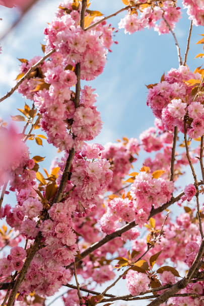 low angle view of blooming and pink cherry tree against blue sky - Foto, imagen