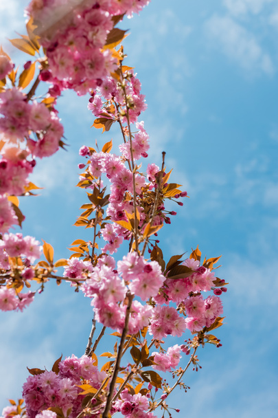 bottom view of blooming and japanese cherry tree against blue sky - 写真・画像