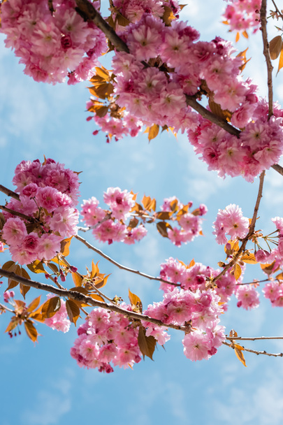 bottom view of blooming and pink cherry tree against blue sky - 写真・画像