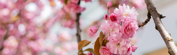 close up de flores florescendo no galho de cerejeira, banner - Foto, Imagem