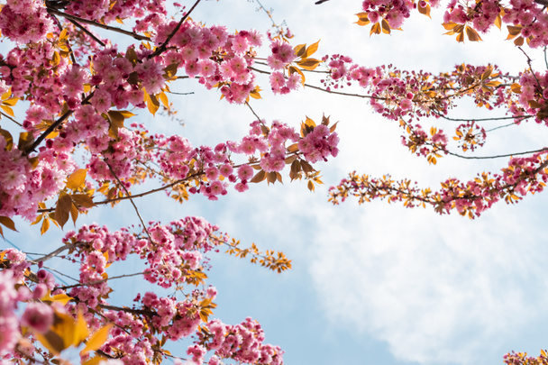 bottom view of blooming pink flowers on branches of cherry tree against sky - Foto, imagen