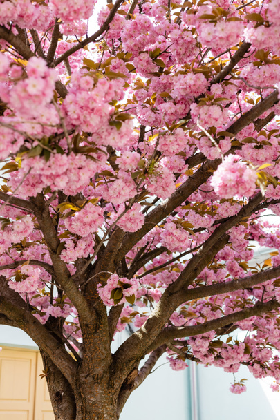 rosa Blüten auf Zweigen blühender Kirschbäume im Park - Foto, Bild