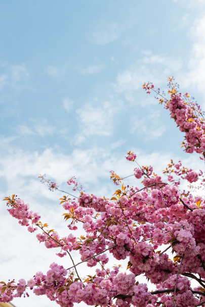 桜の枝にピンクの花を雲で空に咲かせ - 写真・画像