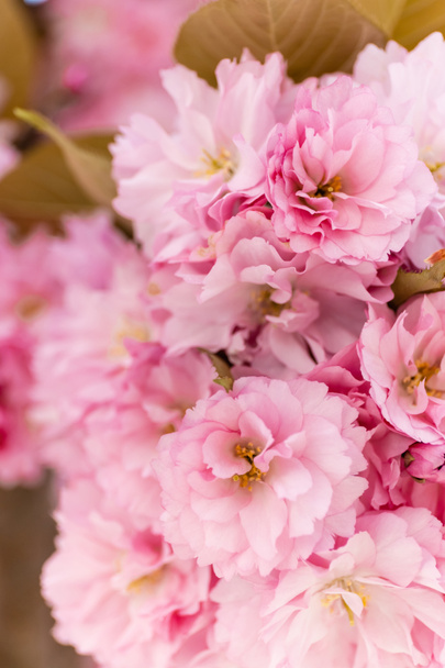macro photo of pink flowers of blossoming cherry tree - Photo, Image
