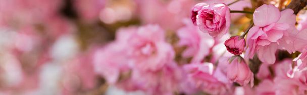 close up view of pink flowers of aromatic cherry tree in park, banner - Photo, Image