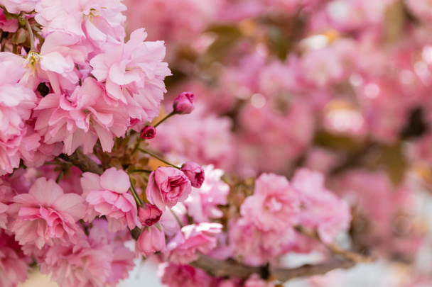 close-up zicht op roze bloemen op takken van Japanse kersenboom - Foto, afbeelding