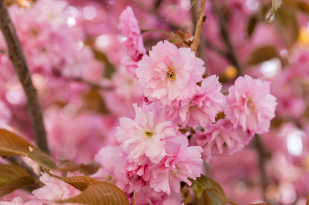 Sakura kiraz ağacının dallarında açan çiçeklerin yakın görüntüsü - Fotoğraf, Görsel