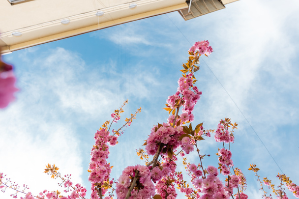 onderaanzicht van roze bloemen op takken van sakura boom - Foto, afbeelding